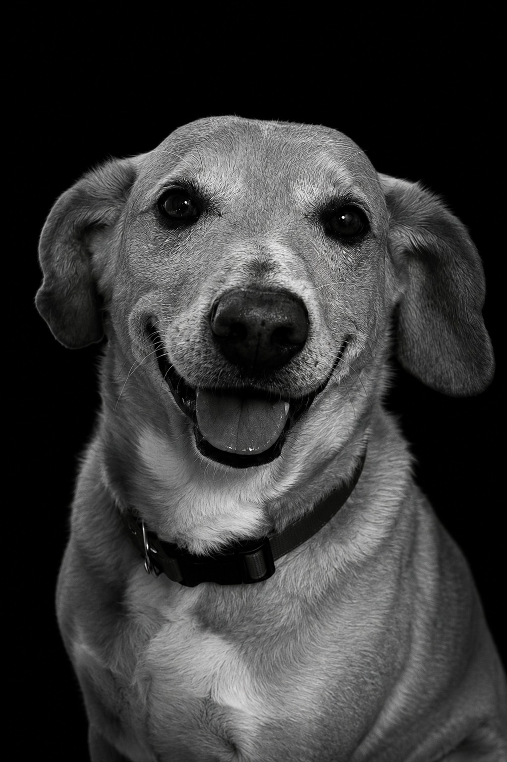 Johnny, vira-lata caramelo idoso, em retrato preto e branco